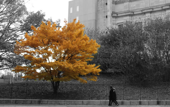 Karlyle Smith yellow tree